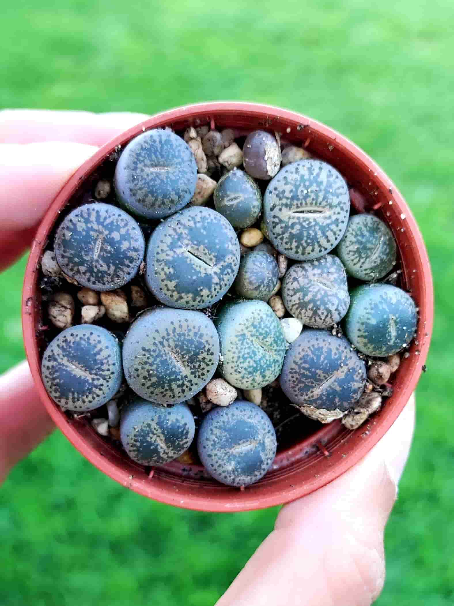 Lithops 5,5
