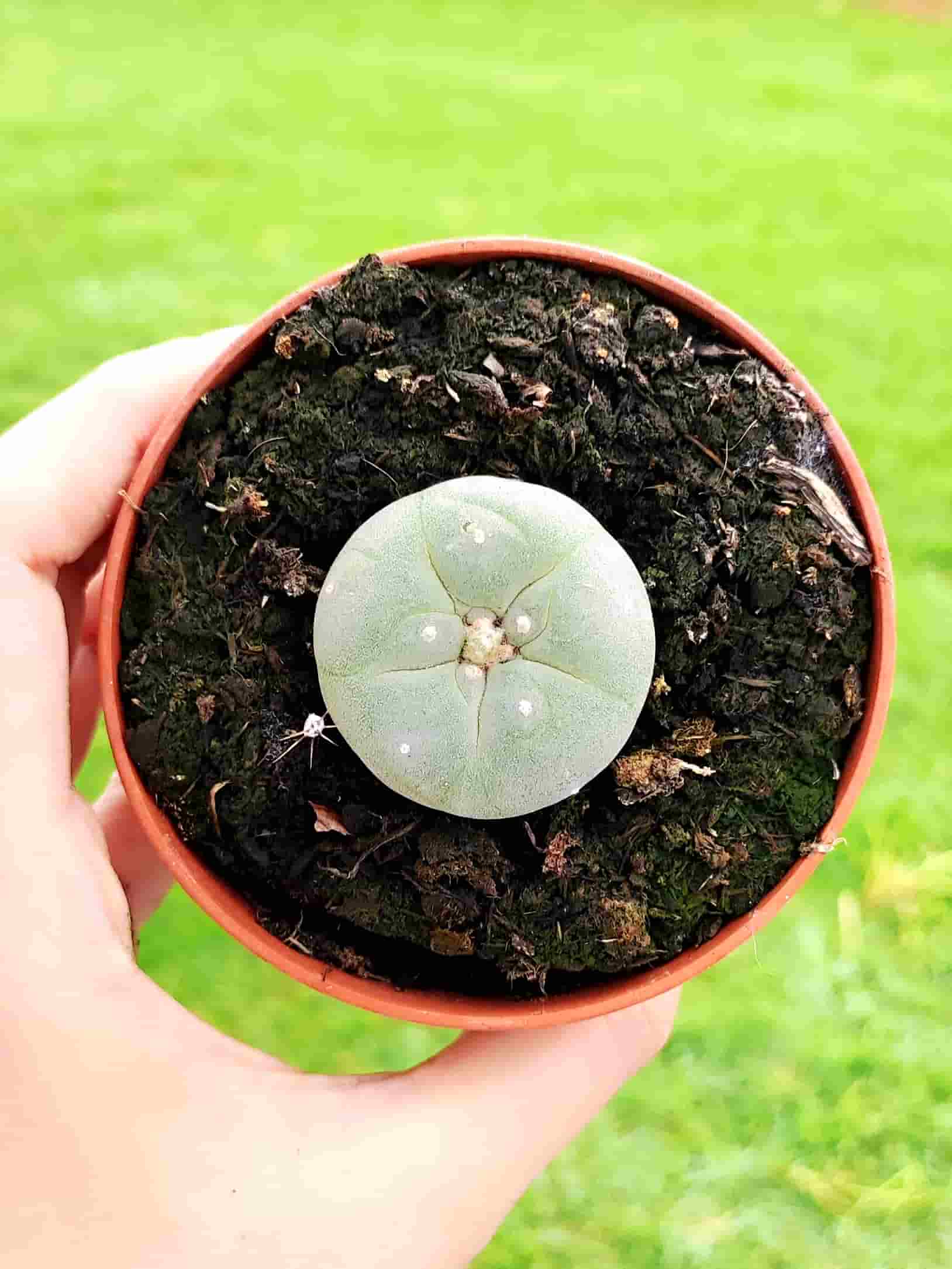 Lophophora Williamsii 8,5