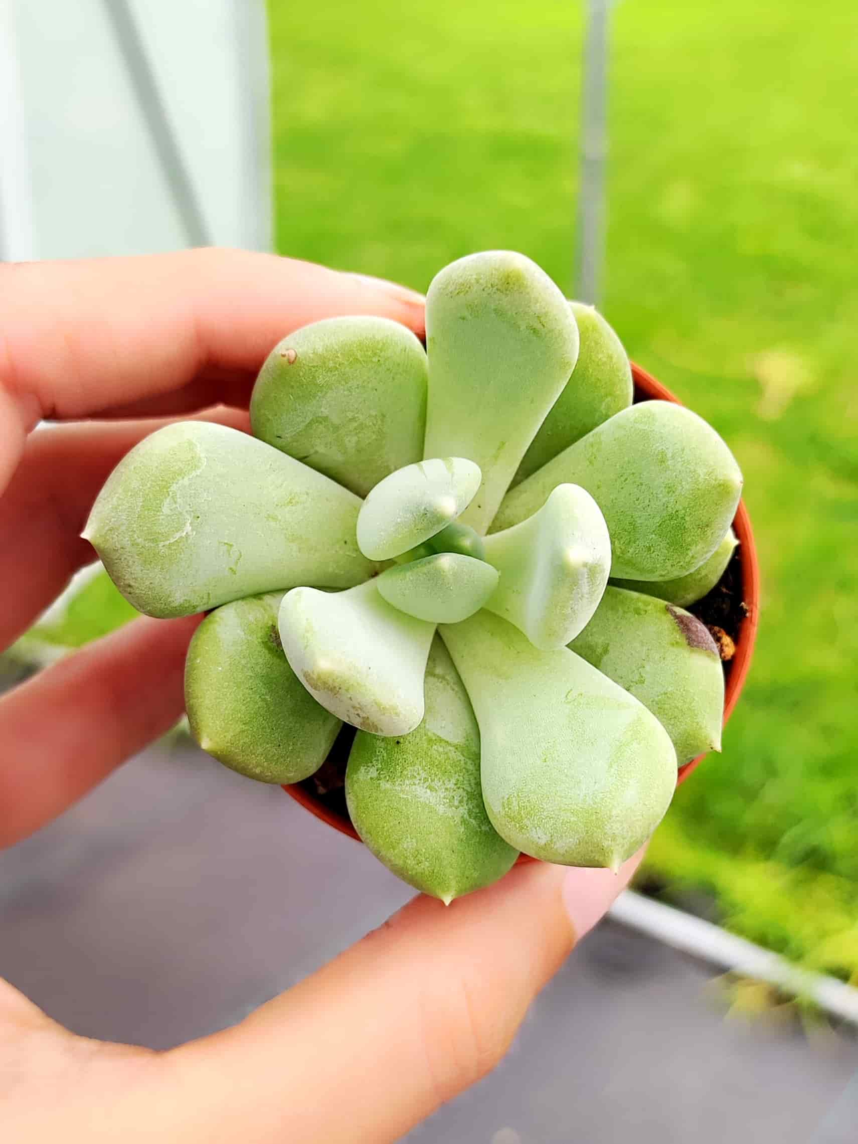 Pachyveria Corvus 5,5