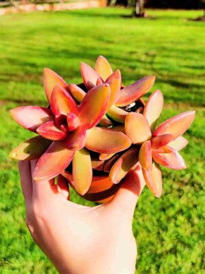 Sedum Adolphii Firestorm 8,5