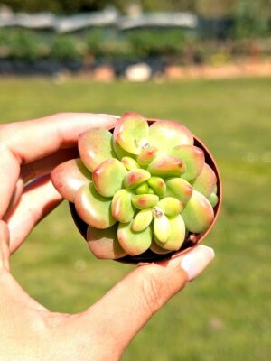 Sedum Alice Evans 5,5