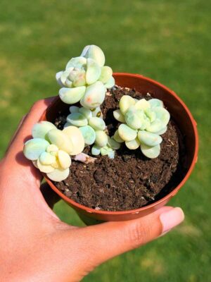 Sedum Clavatum Variegata bouquet 8,5