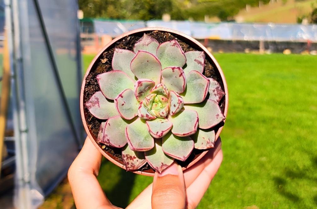 Cuidado de la Echeveria Nacre