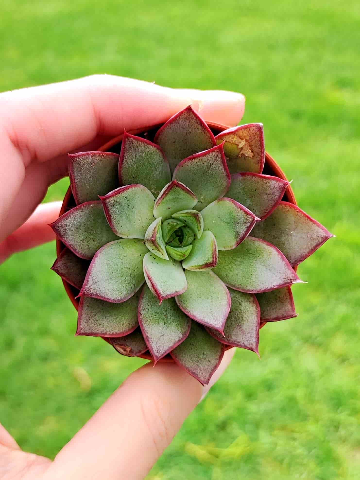 Echeveria Endorphin 5,5