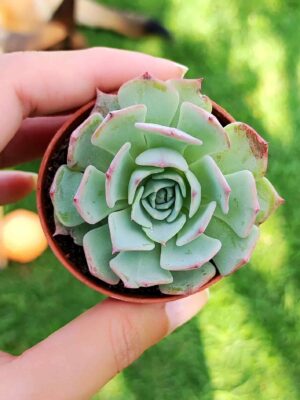 Echeveria Imbricata 5,5