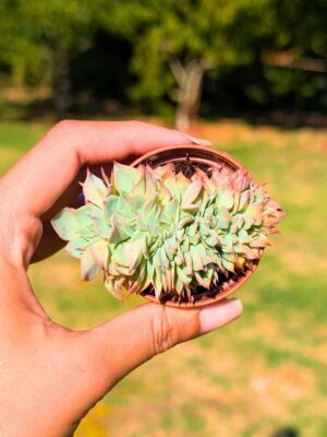 Echeveria Imbricata cristata 5,5