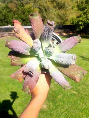 Echeveria Linguas 13