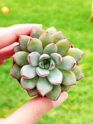 Echeveria Morado 5,5