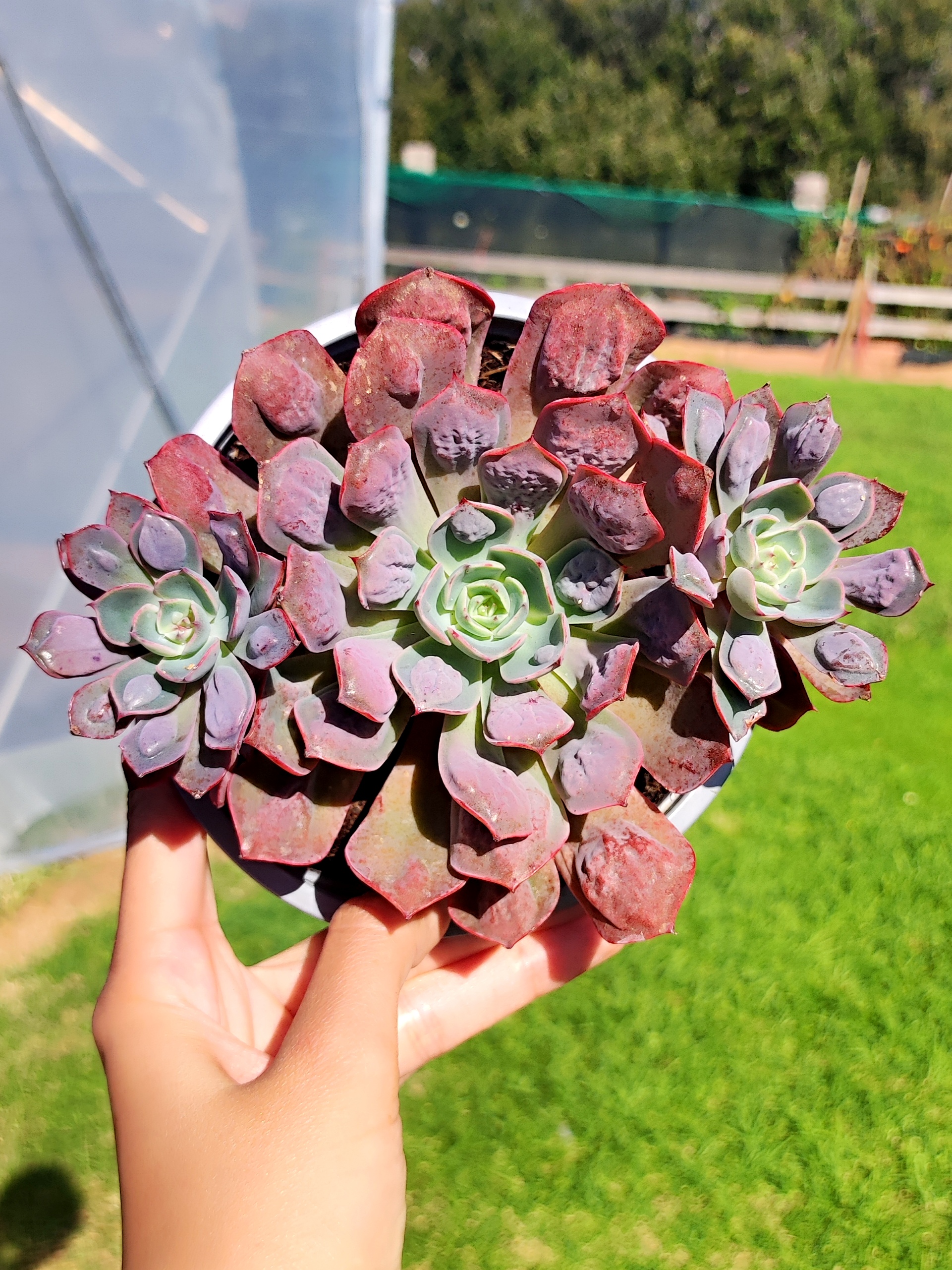 Echeveria Parva x Raindrops 13