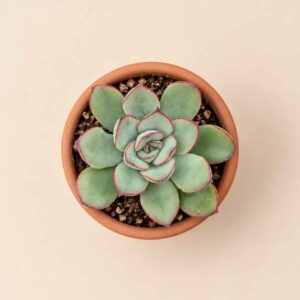 Echeveria Pulidonis 5,5 cenital