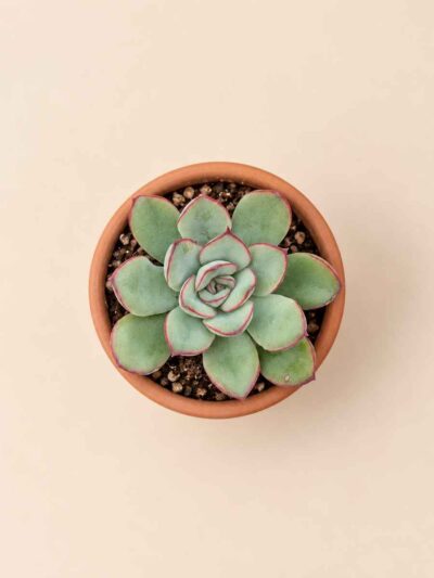 Echeveria Pulidonis 5,5 cenital