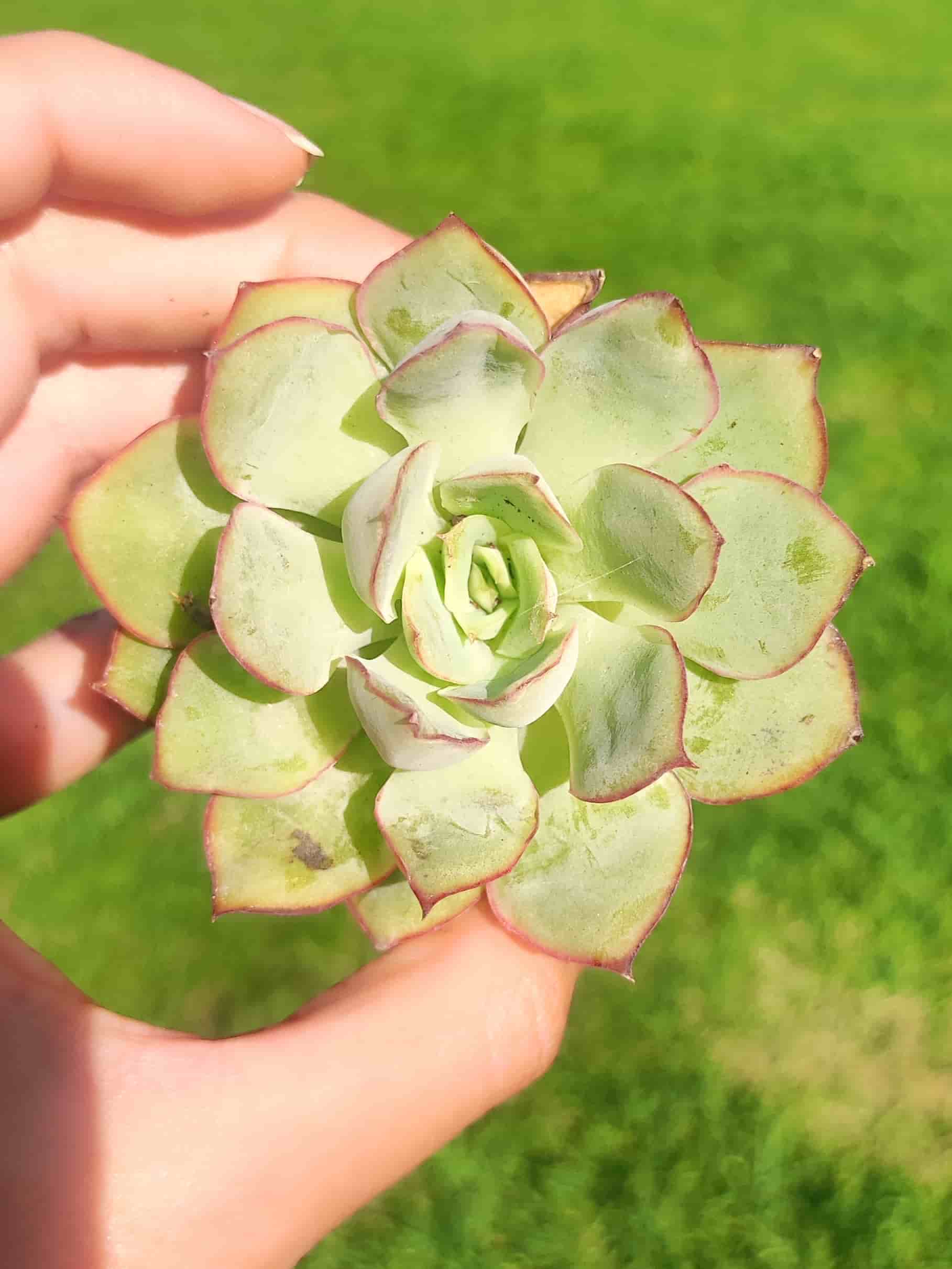 Echeveria Pulidonis 5,5