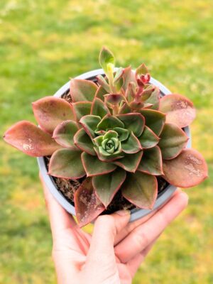 Echeveria Salsaverde 13