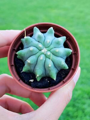 Ferocactus Glaucescens Inermis 5,5