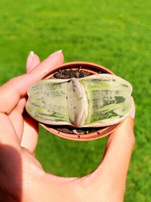 Gasteria Armstrongii 5,5