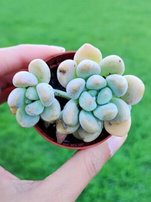 Graptosedum Miul 5,5