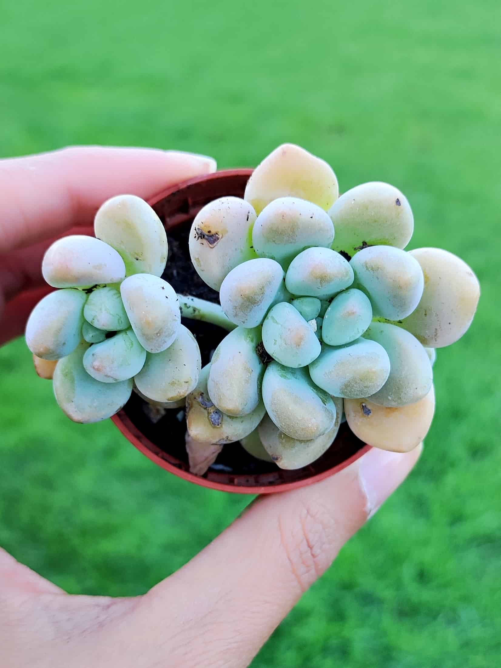 Graptosedum Miul 5,5