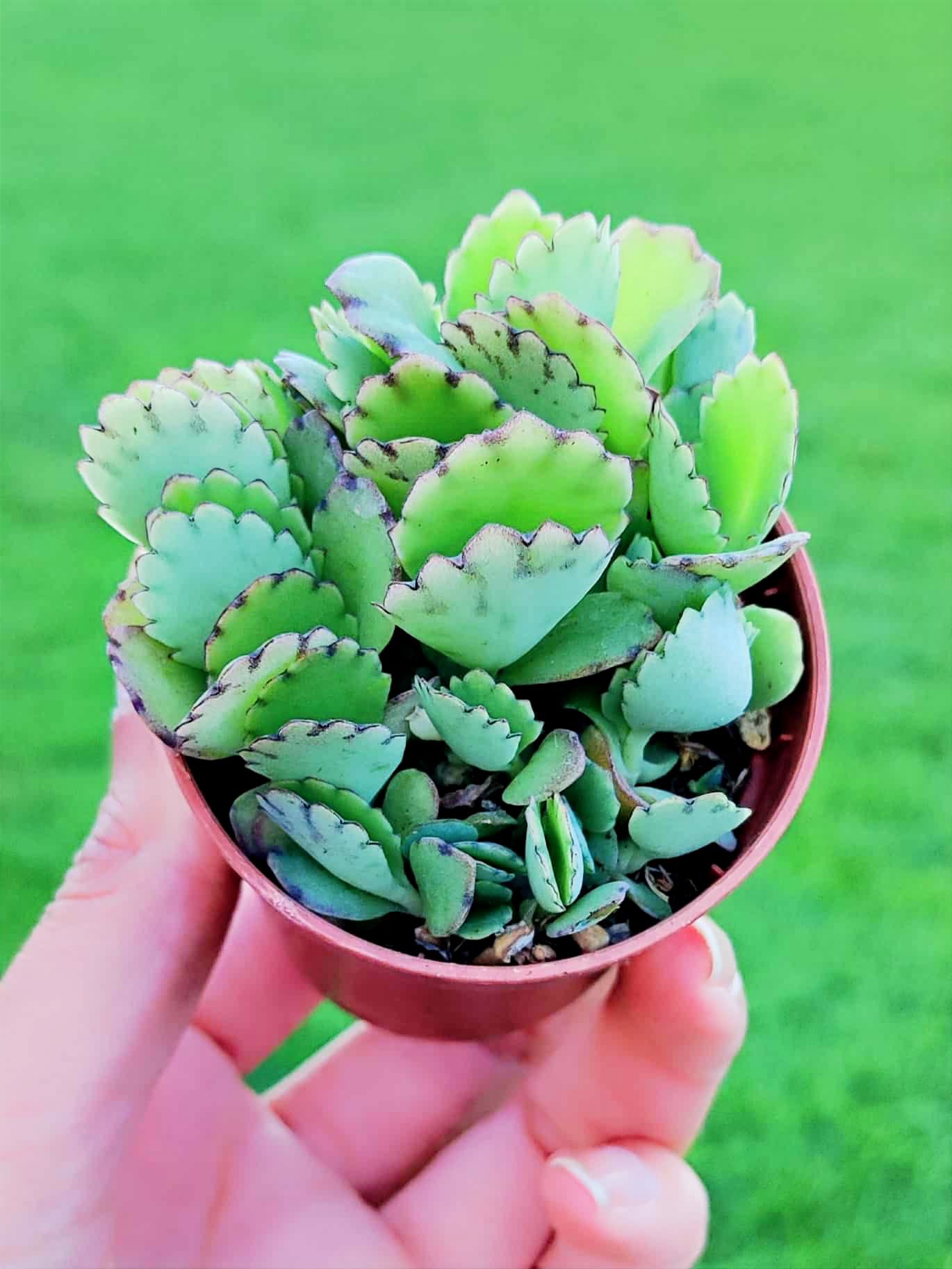 Kalanchoe Fedtschenkoi 5,5