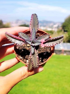 Kalanchoe Pink Butterflies 5,5