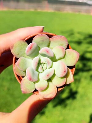 Pachyveria Dr Cornelius