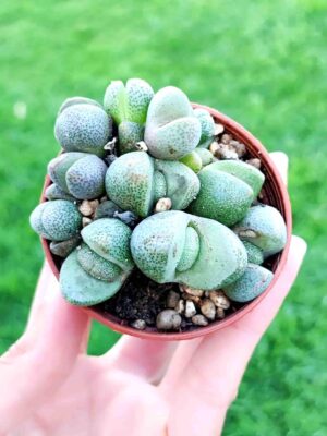 Pleiospilos Nelii