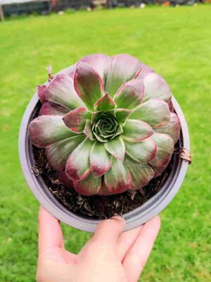 Aeonium Black Magic 13