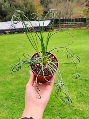 Albuca Spiralis 8,5