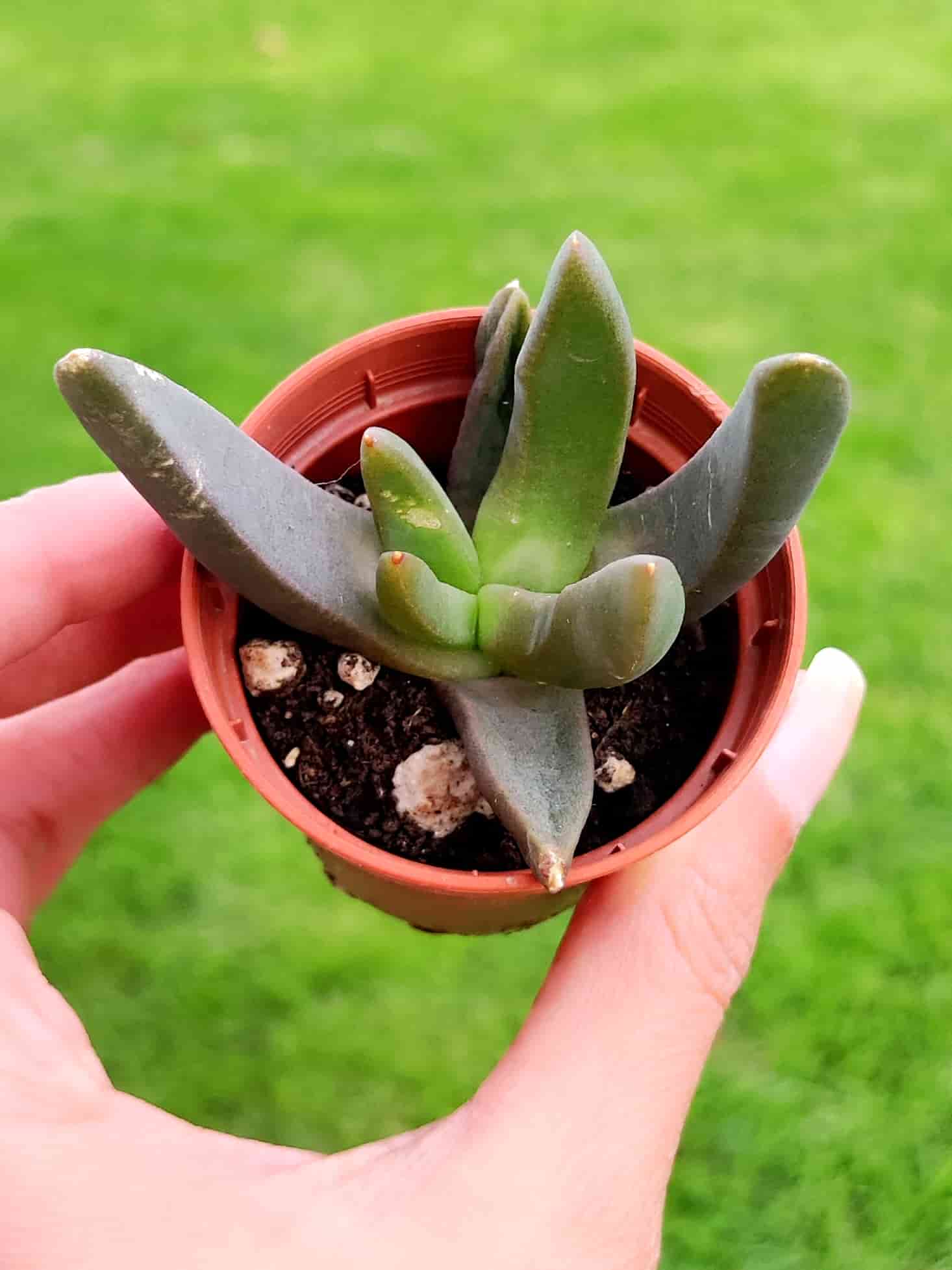 Aloinopsis Orpenii 5,5