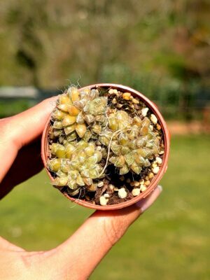 Anacampseros Arachnoides 5,5