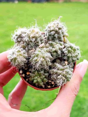 Anacampseros Arachnoides 5,5