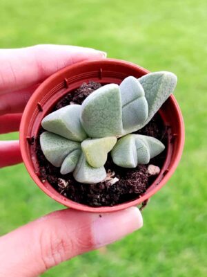 Cheiridopsis Purpurea L.Bolus 5,5