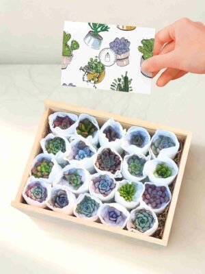 Cofre Premium de 20 Suculentas 1