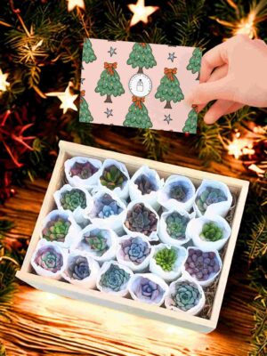 Cofre Premium de 20 Suculentas navidad