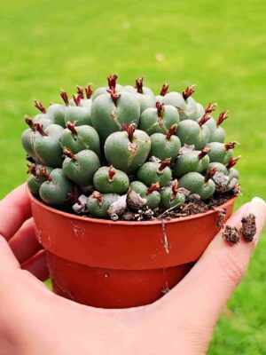 Conophytum Flavum 8,5