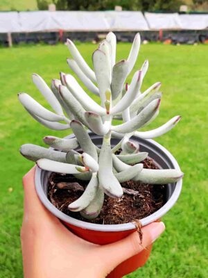 Cotyledon Orbiculata var. Flanaganii 13