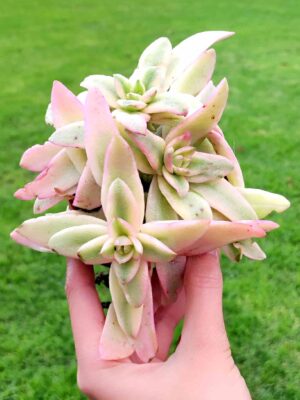 Crassula Capitella Campfire variegata 8,5