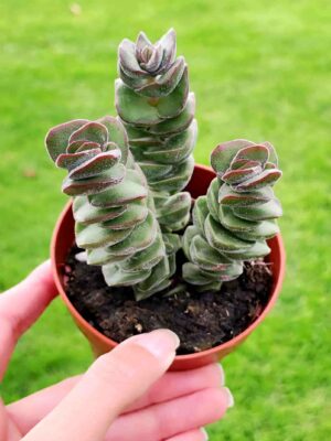 Crassula Jade Tower 8,5