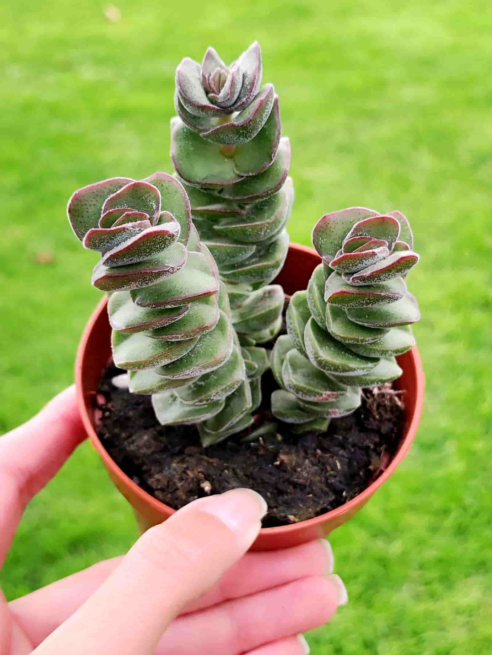 Crassula Jade Tower 8,5