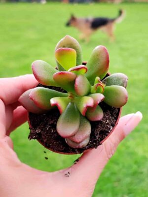 Crassula Ovata Gollum Jade 5,5