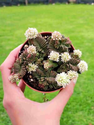 Crassula cv. Estagnol 8,5