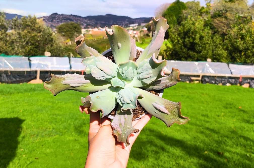 Todo sobre el cuidado de la Echeveria Culibra
