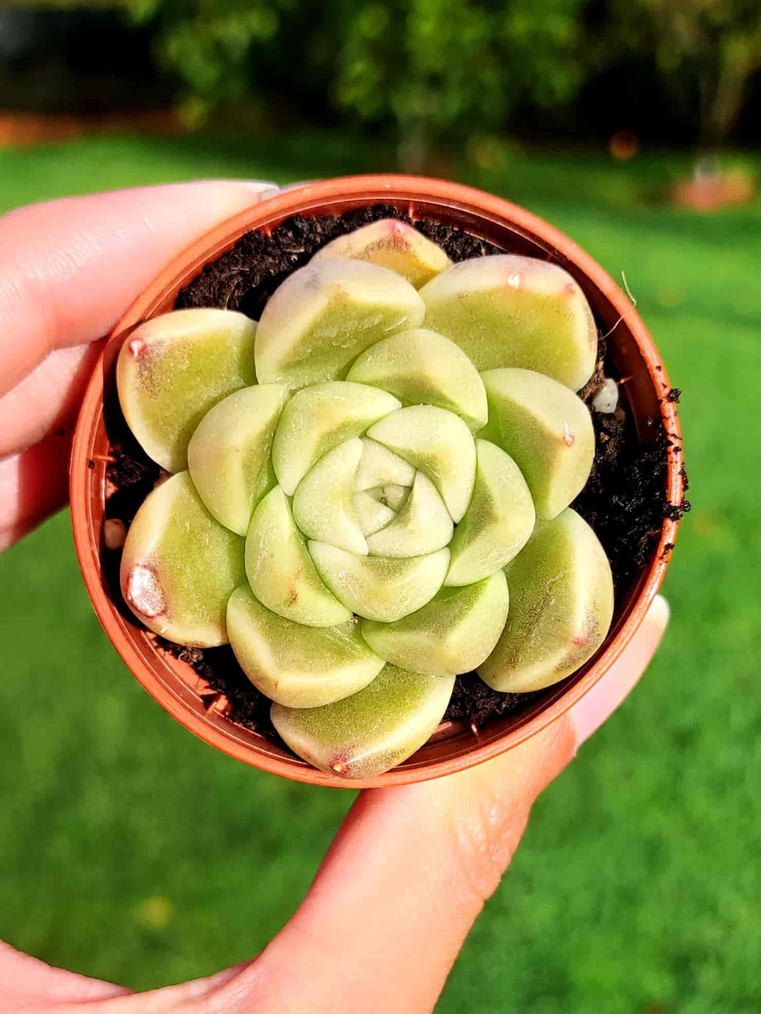 Echeveria Anubis 5,5