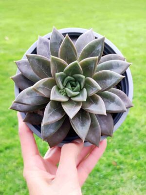 Echeveria Champagne 13