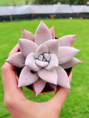 Echeveria Colorata F. Tapalpa 8,5