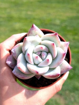 Echeveria Colorata F. Tapalpa 8,5
