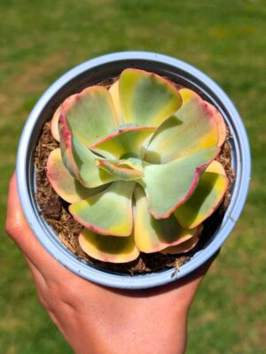 Echeveria Enfant Variegata 13