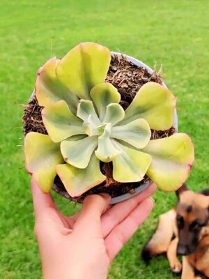 Echeveria Enfant Variegata 13