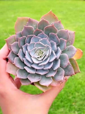 Echeveria Fire Pinky 8,5