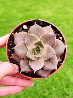 Echeveria Impi 8,5
