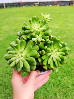 Echeveria Lantern 13